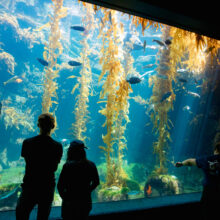 Birch Aquarium at Scripps Institution of Oceanography | aquarium.ucsd.edu