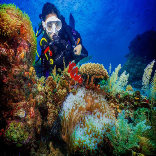 Premium Diving Resort Outside of Indonesia